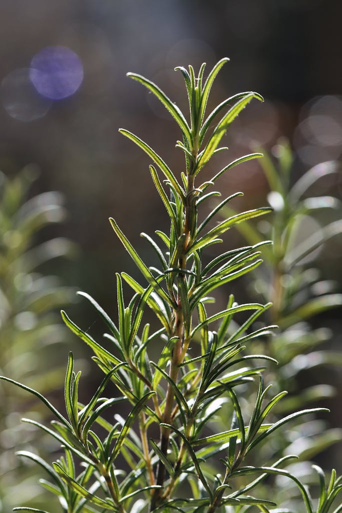 A sunlit rosemary plant in a garden setting, showcasing vibrant green leaves.