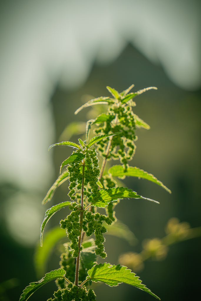 A vibrant stinging nettle plant with a blurred natural background captured in summer.