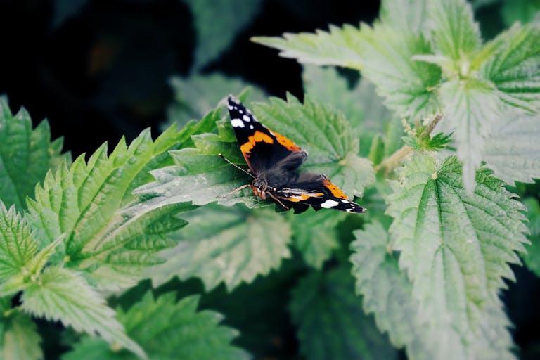 Close-up of a vibrant Red Admiral butterfly perched on lush green nettle leaves.