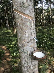Close-up of rubber tapping from a Hevea tree in a Sri Lankan forest.