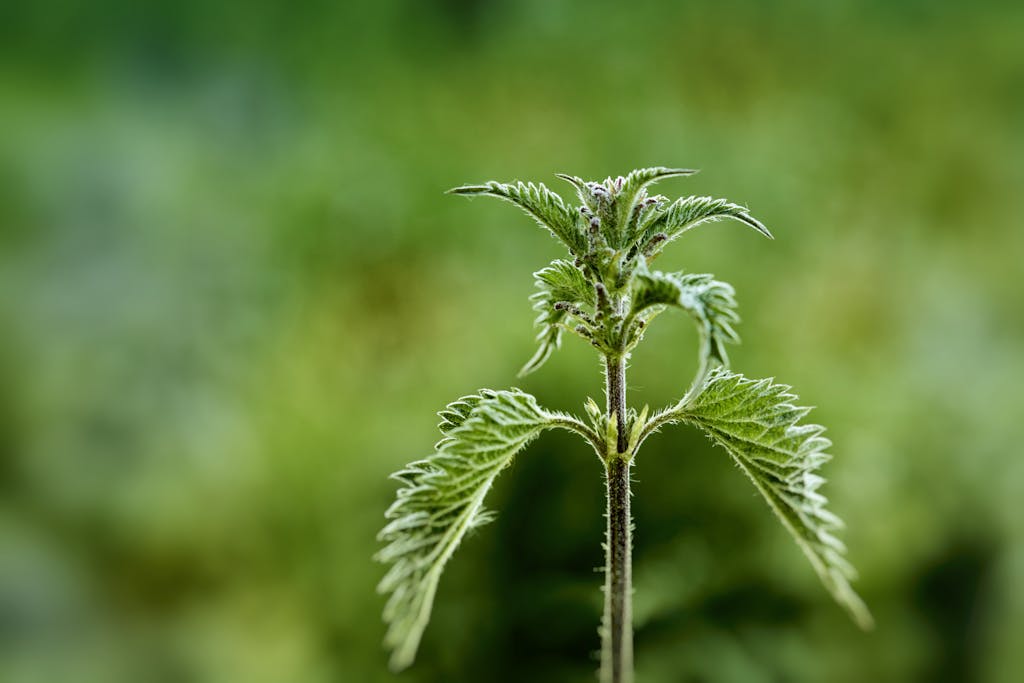 Macro shot of a vibrant green stinging nettle plant with a blurred background.