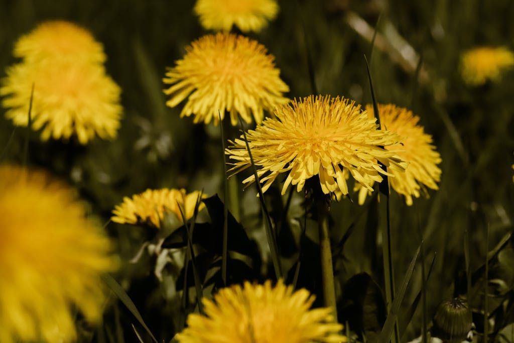 Vivid yellow dandelions in a lush spring meadow, capturing the essence of nature's beauty.